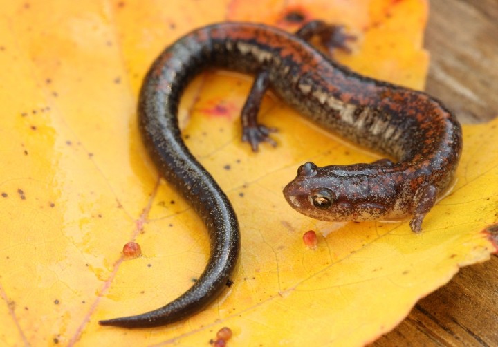 Redback Salamander